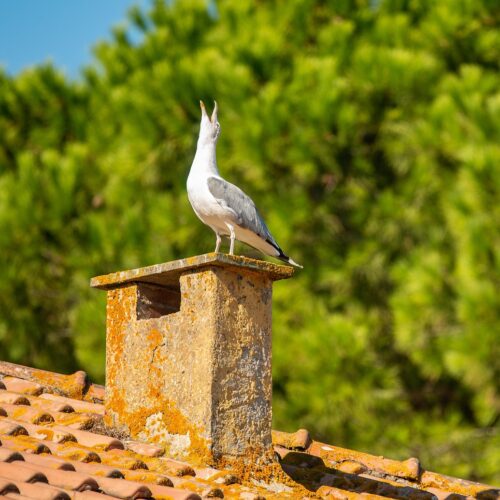 seagull, chimney, roofer-bedford-town-rooftop.jpg